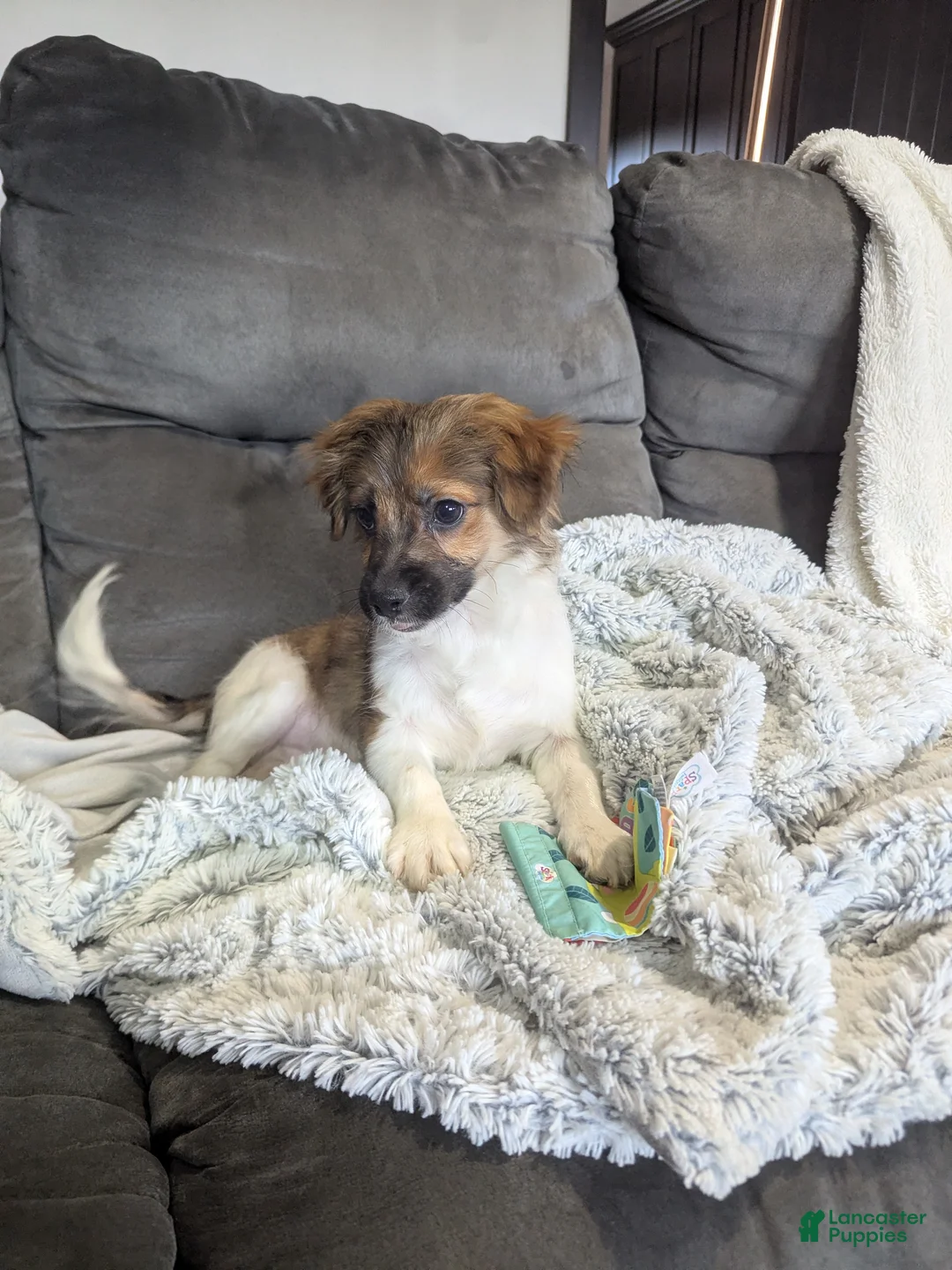 Havanese dogs for sale: Buddy - Ad 1