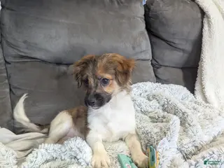 Havanese dogs for sale: Buddy - Ad 3