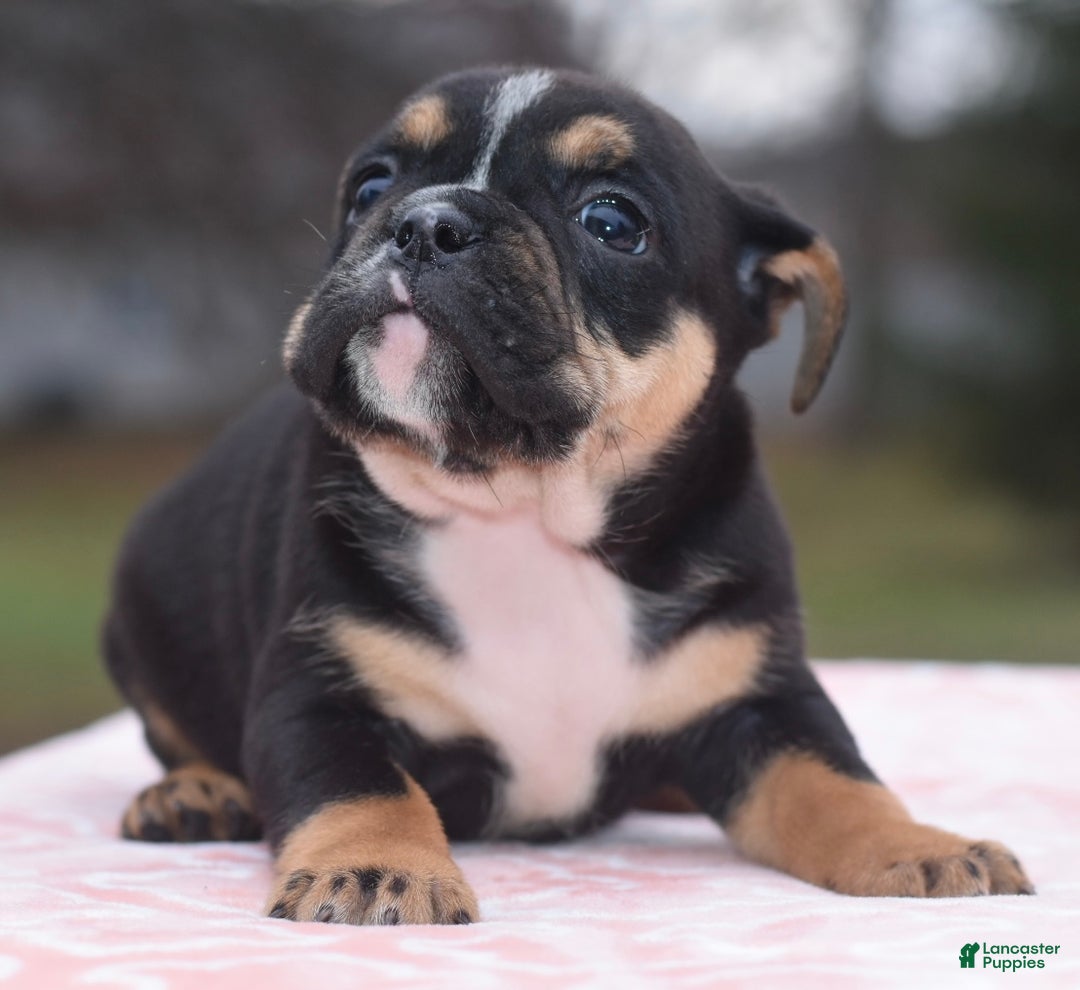 Mixed Breed dogs for sale: Savana tiny puppy - Ad 11