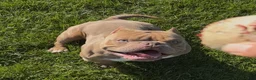 American Bully dogs for stud: Bull-Rilla - Ad 3