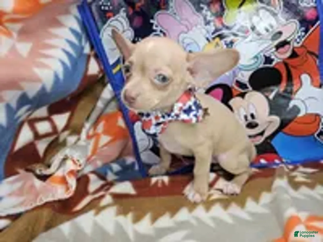 Chihuahua dogs for sale: Hitch (blue eyes) - Ad 1