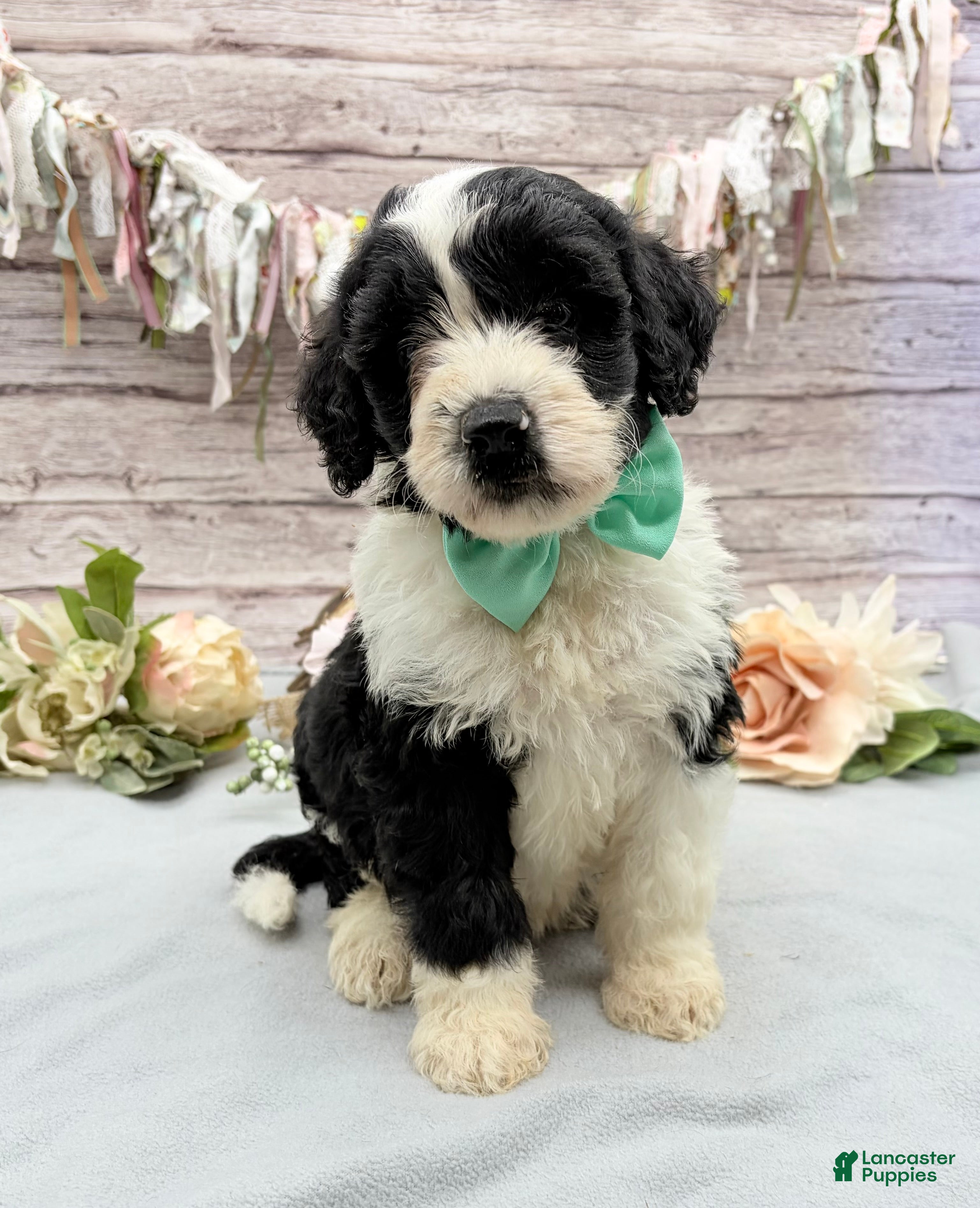 Portuguese Water Dog dogs for sale: Felix - Ad 1