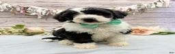 Portuguese Water Dog dogs for sale: Felix - Ad 1