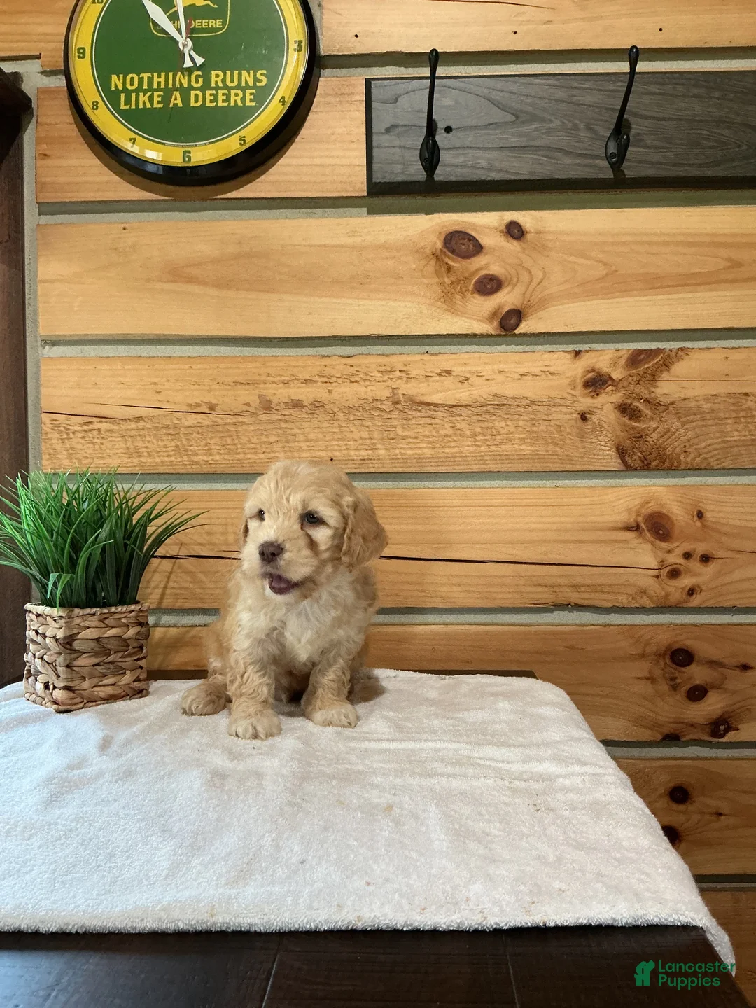 Mini Goldendoodle dogs for sale: Milo - Ad 1