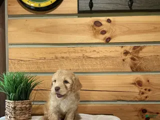 Mini Goldendoodle dogs for sale: Milo - Ad 1