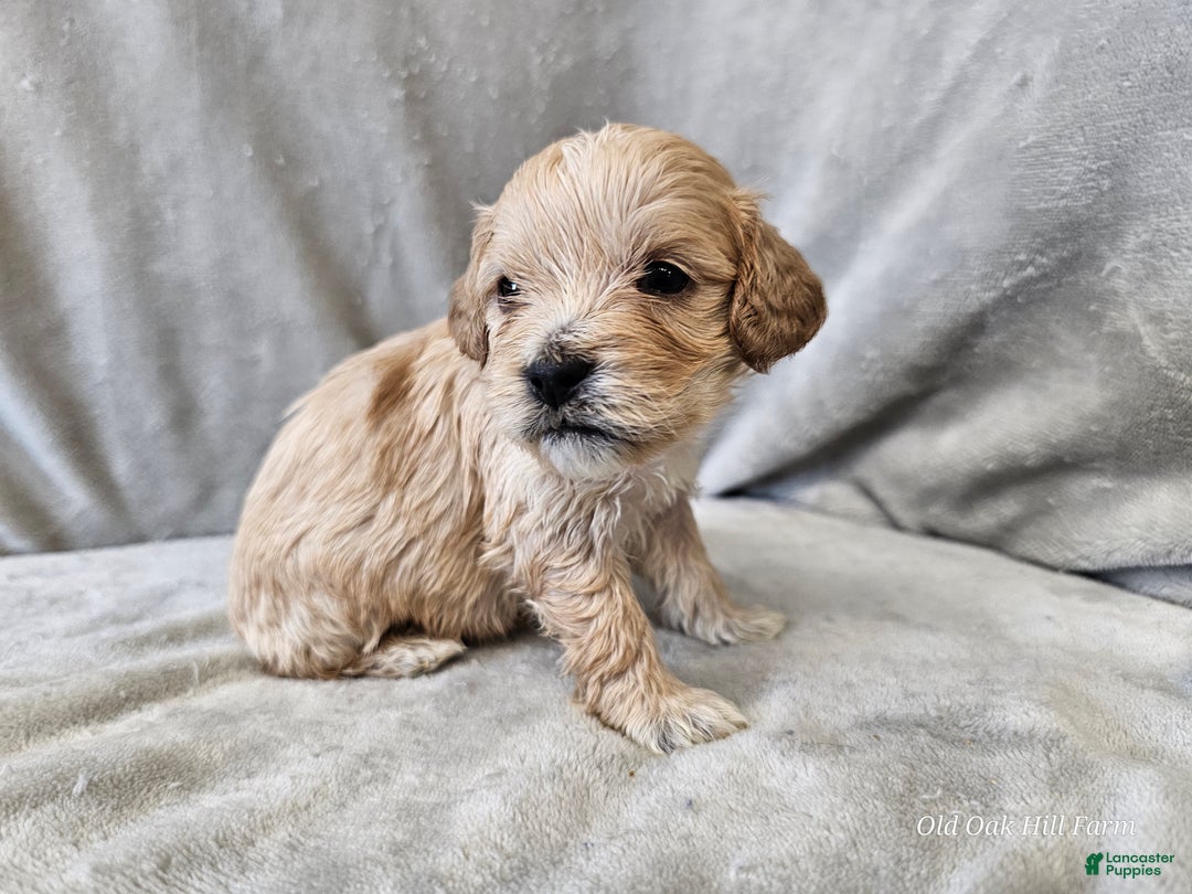 Cavapoo dogs for sale: Stelline - Ad 6