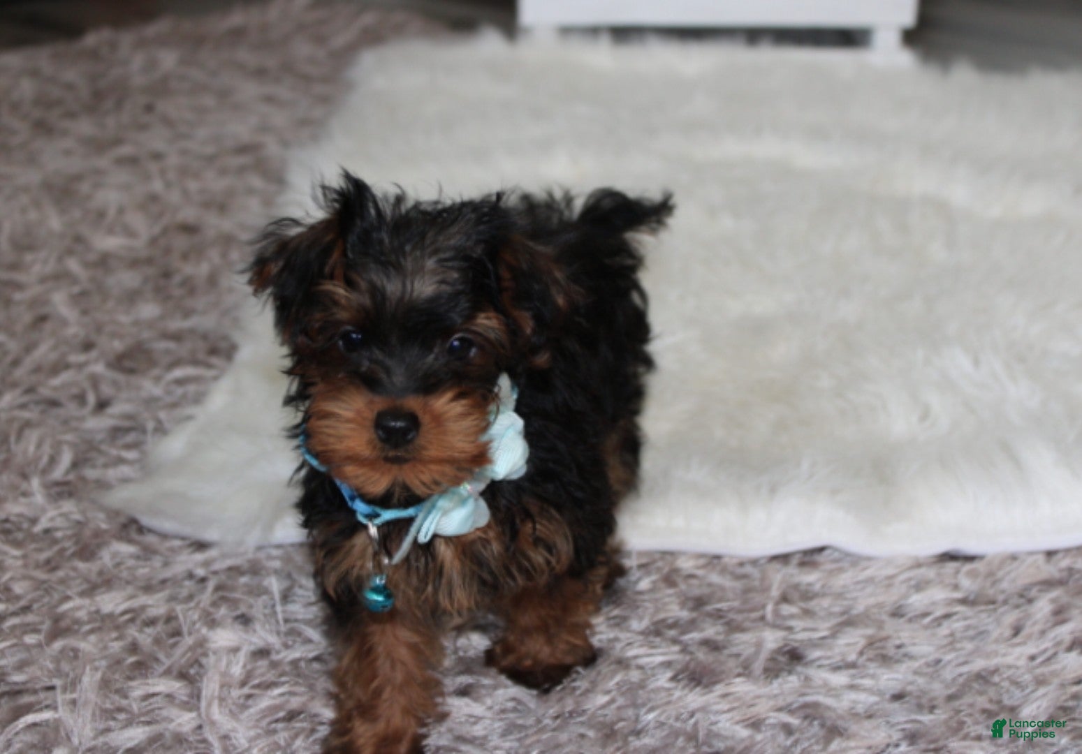 Yorkiepoo dogs Enzo - Ad 2