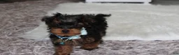 Yorkiepoo dogs for sale: Enzo - Ad 13