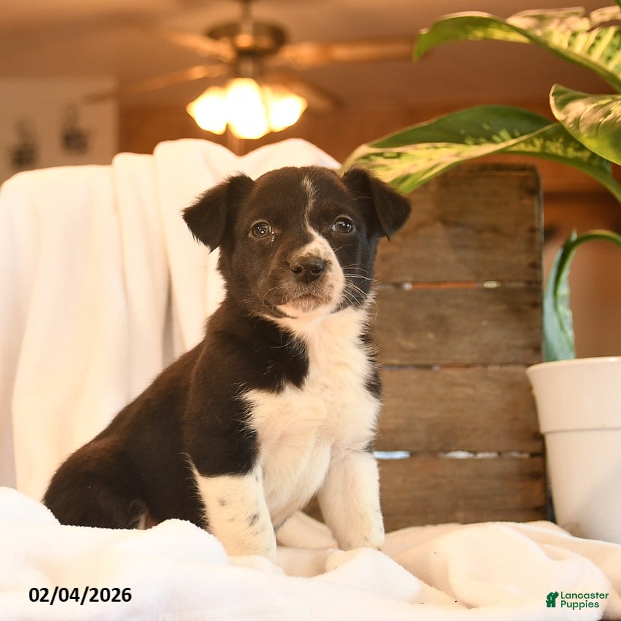 Mixed Breed dogs Nia  - Ad 2