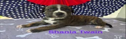 American Bulldog dogs for sale: Female #3/ Shania Twain - Ad 1