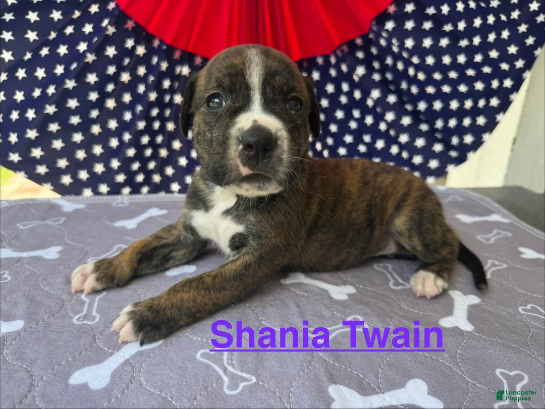 American Bulldog dogs for sale: Female #3/ Shania Twain - Ad 1