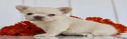 French Bulldog dogs for sale: Zoey - Ad 4