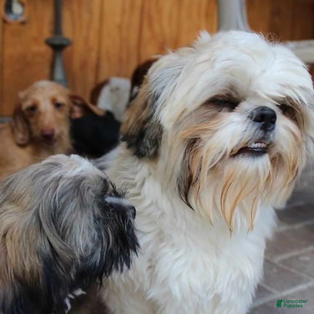 Gallery Image {{count}}