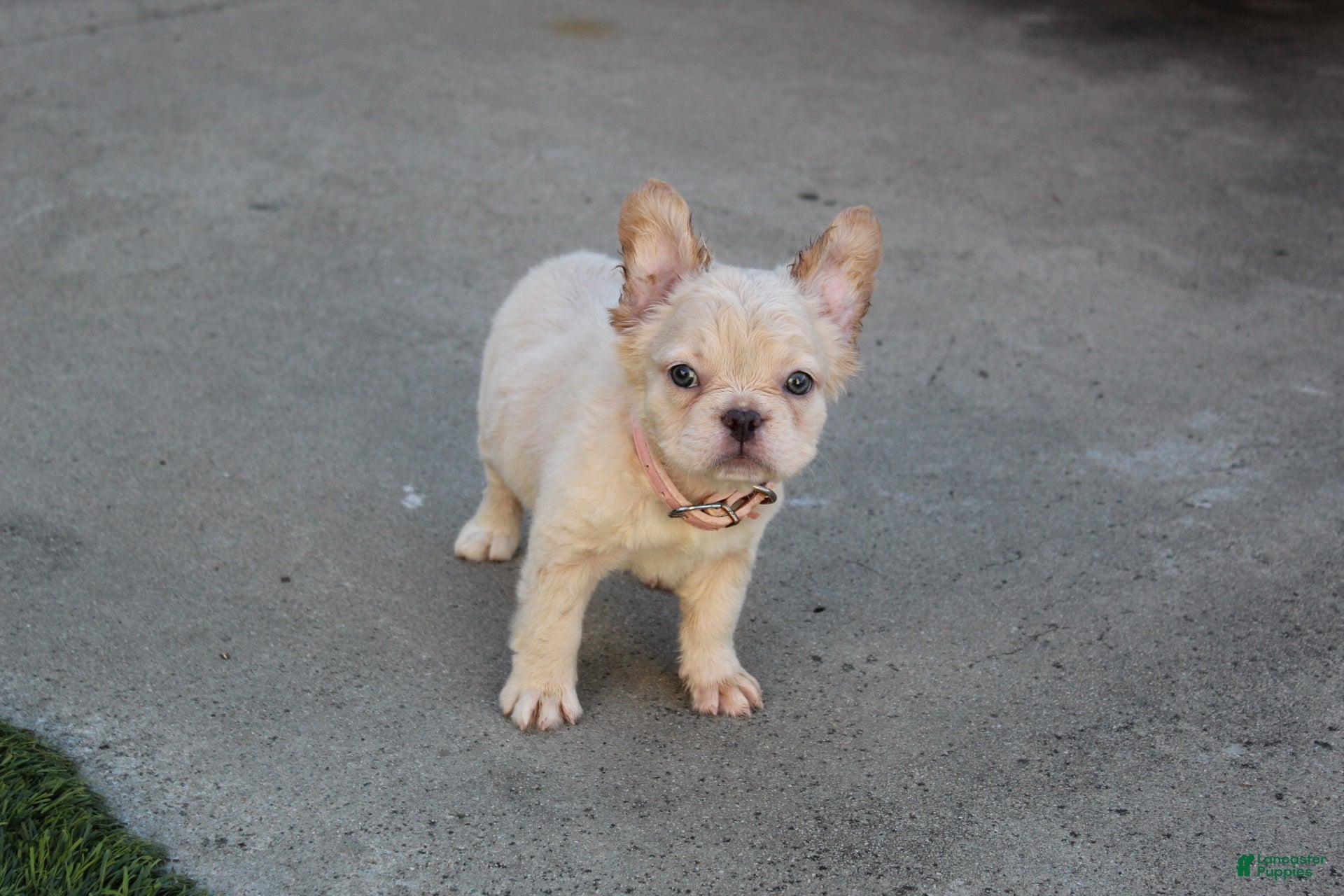 French Bulldog dogs French Bulldog Puppy 1 - Ad 2