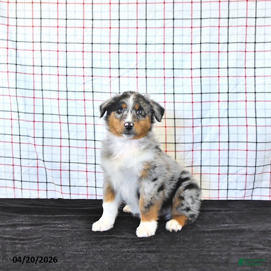 Australian Shepherd dogs Parker - Ad 2
