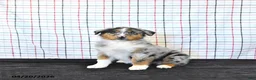 Australian Shepherd dogs for sale: Parker - Ad 2