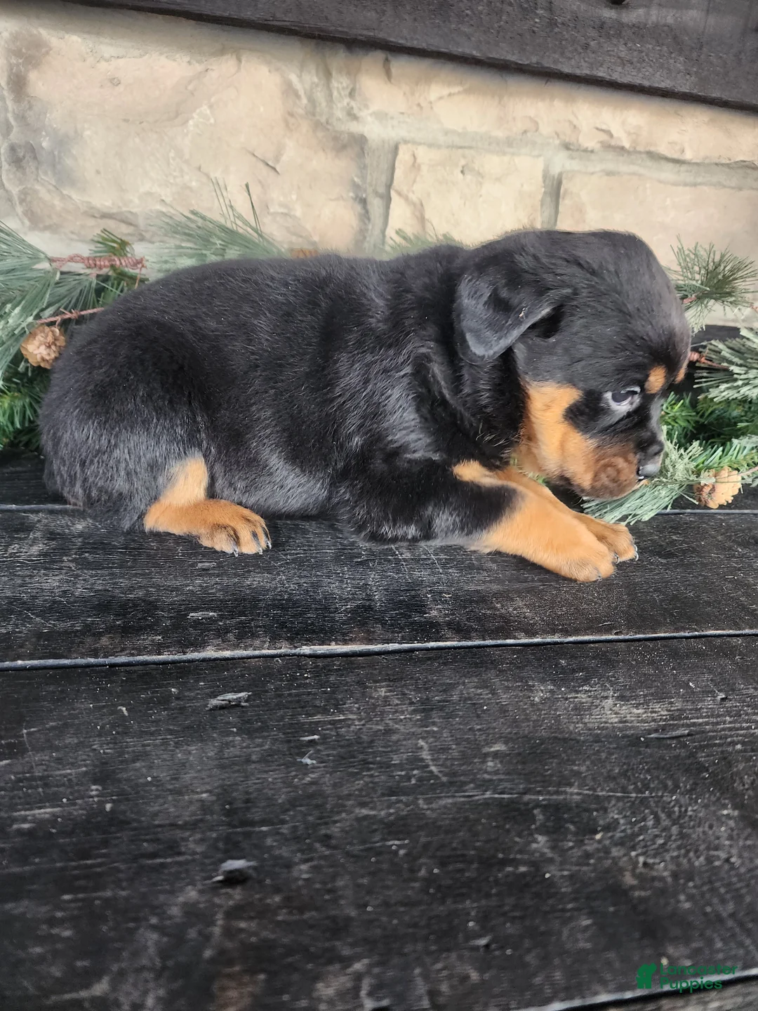 Rottweiler dogs for sale: Bella - Ad 6