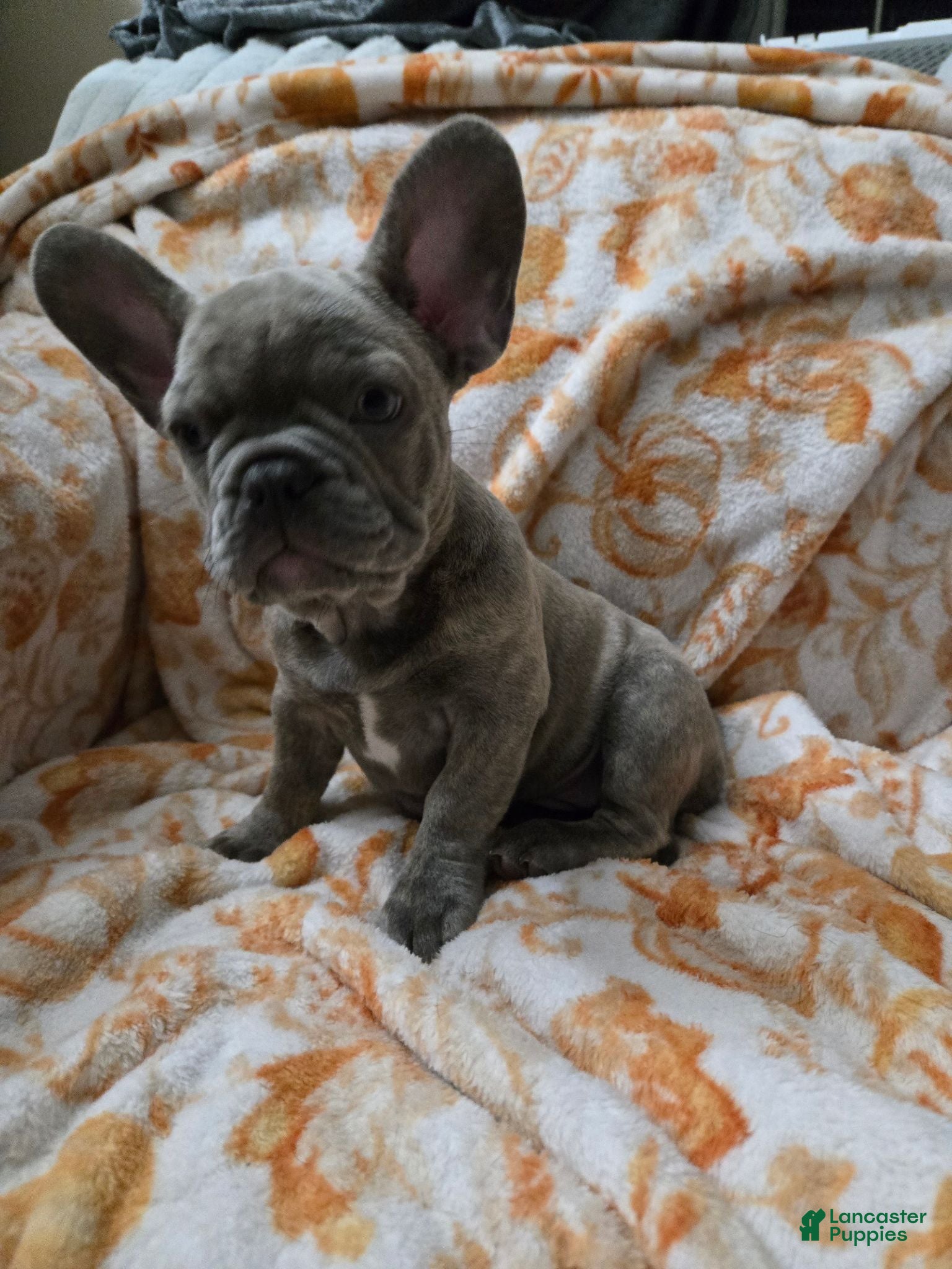 French Bulldog dogs Sadie bug  - Ad 40