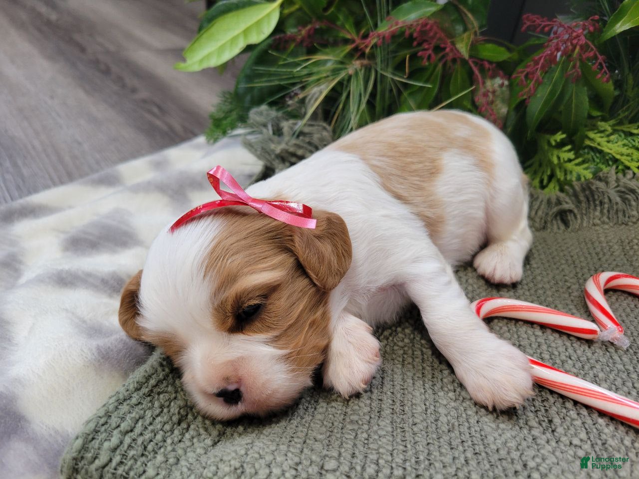 Cavalier King Charles Spaniel dogs for sale: Mitch - Ad 2