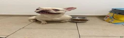French Bulldog dogs for sale: Nyla 💖 - Ad 5