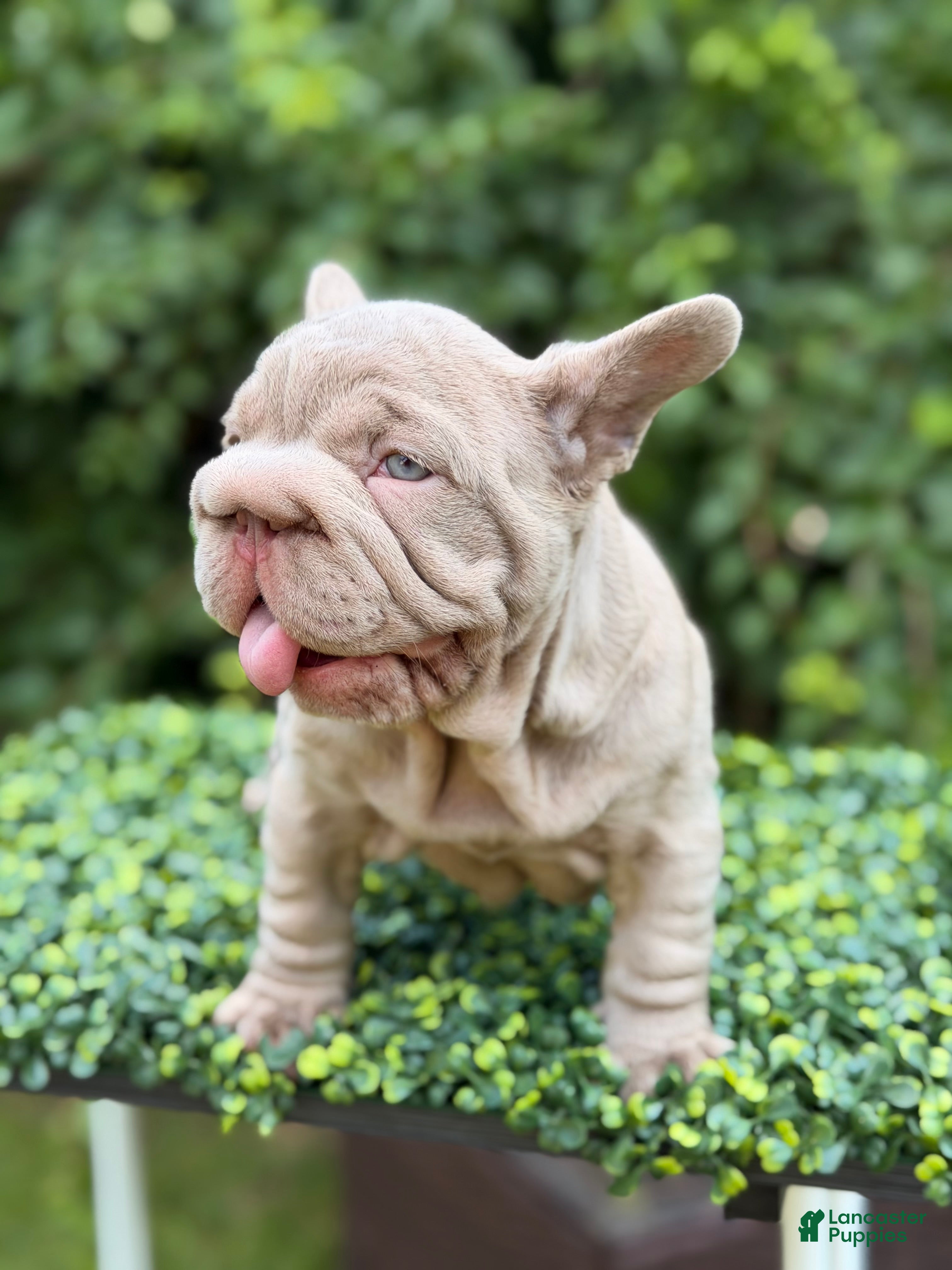 French Bulldog dogs  BOSS  - Ad 26