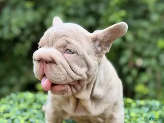 French Bulldog dogs BOSS - Ad 26