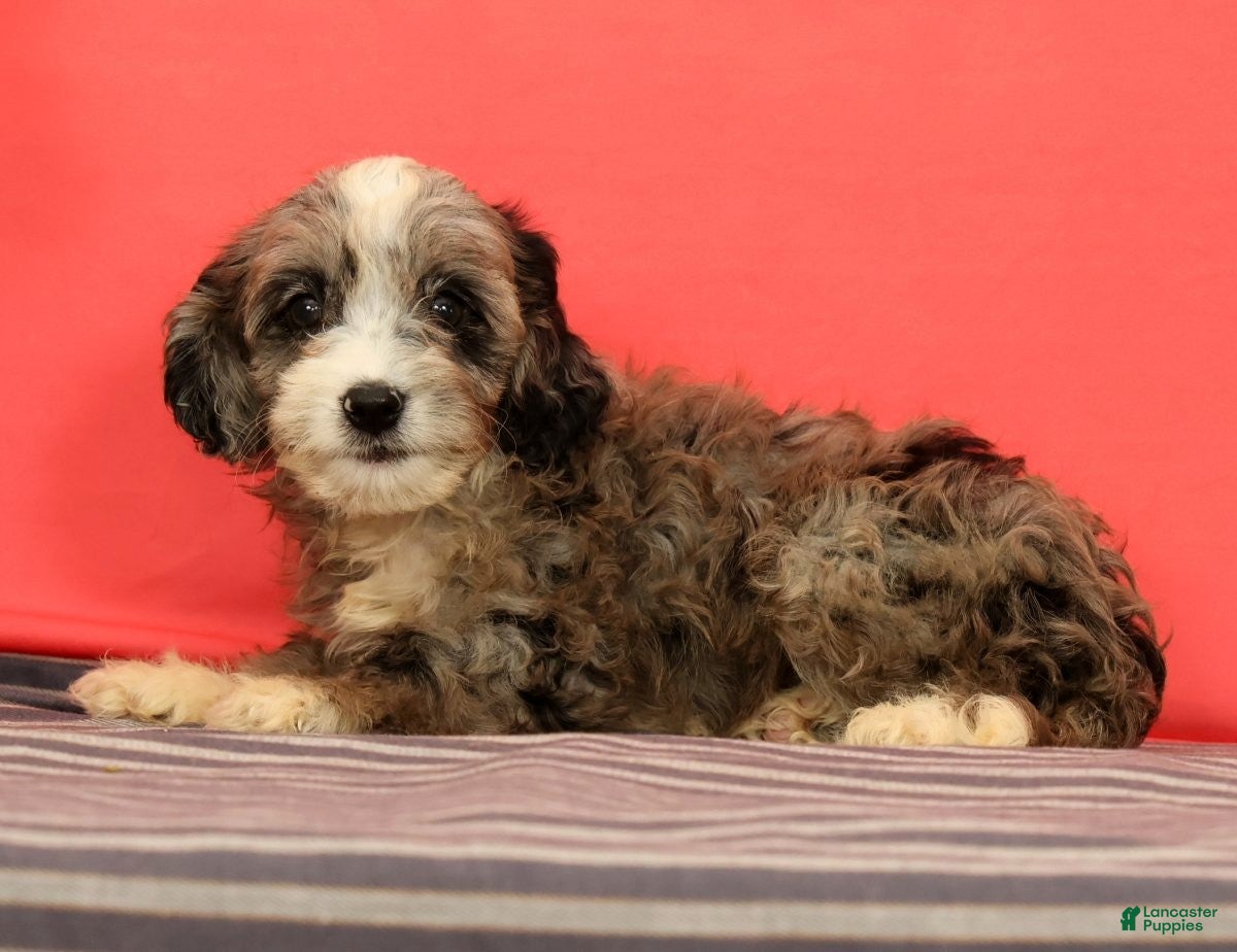 Cavapoo dogs Vera - Ad 1