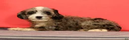 Cavapoo dogs for sale: Vera - Ad 1