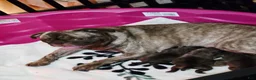 Pug dogs for sale: Pug 3 - Ad 7