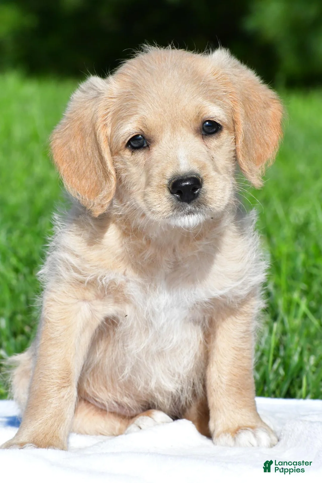 Labradoodle dogs for sale: Mindy - Ad 1