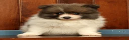 Pomeranian dogs for sale: Manny - Ad 8