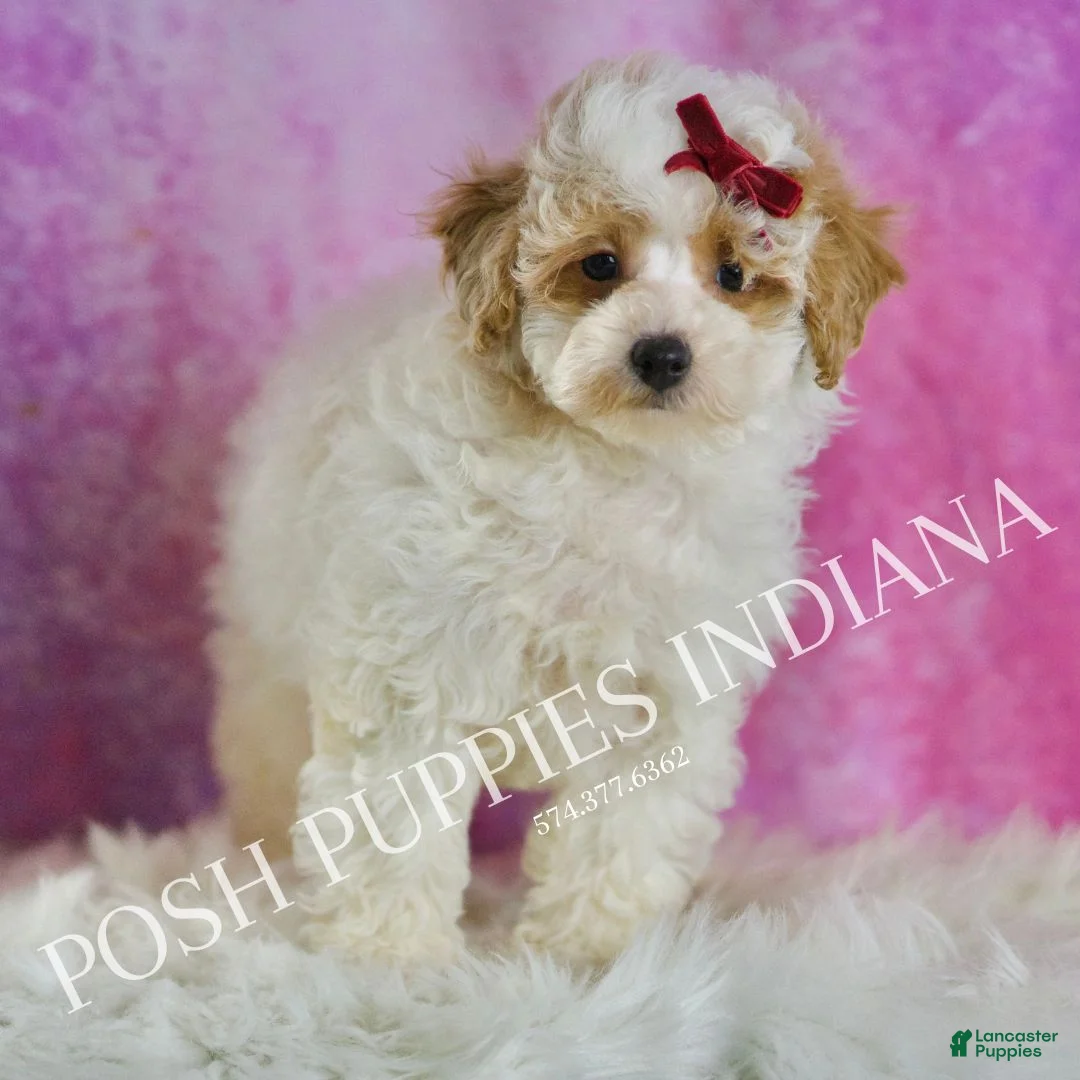 Miniature Poodle dogs for sale: Bambi - Ad 4