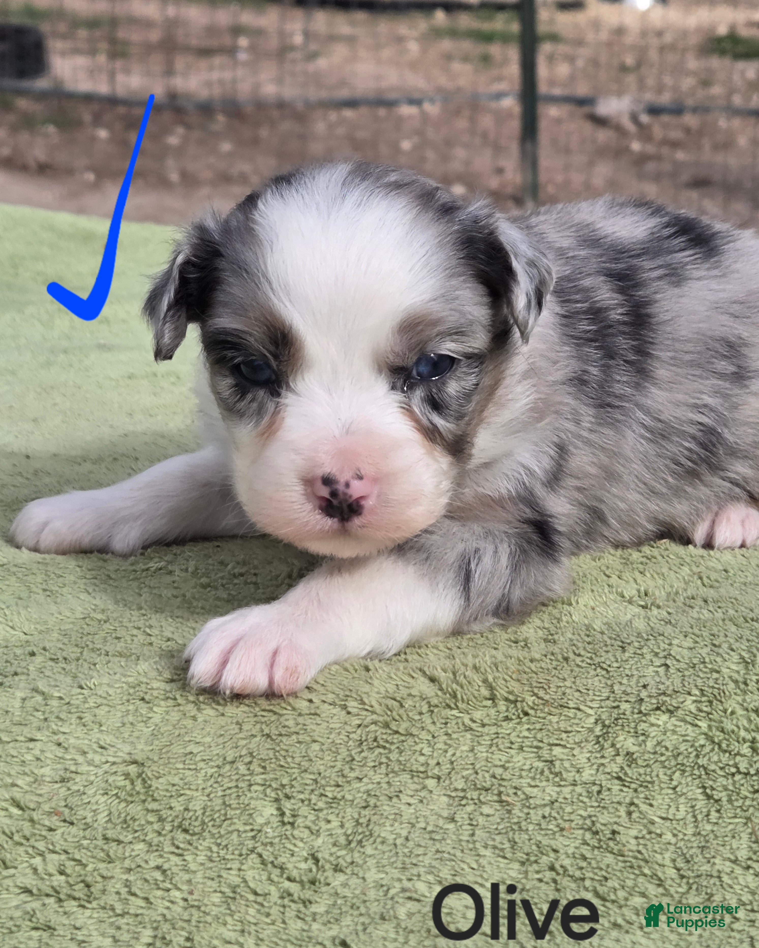 Australian Shepherd dogs Olive - Ad 13