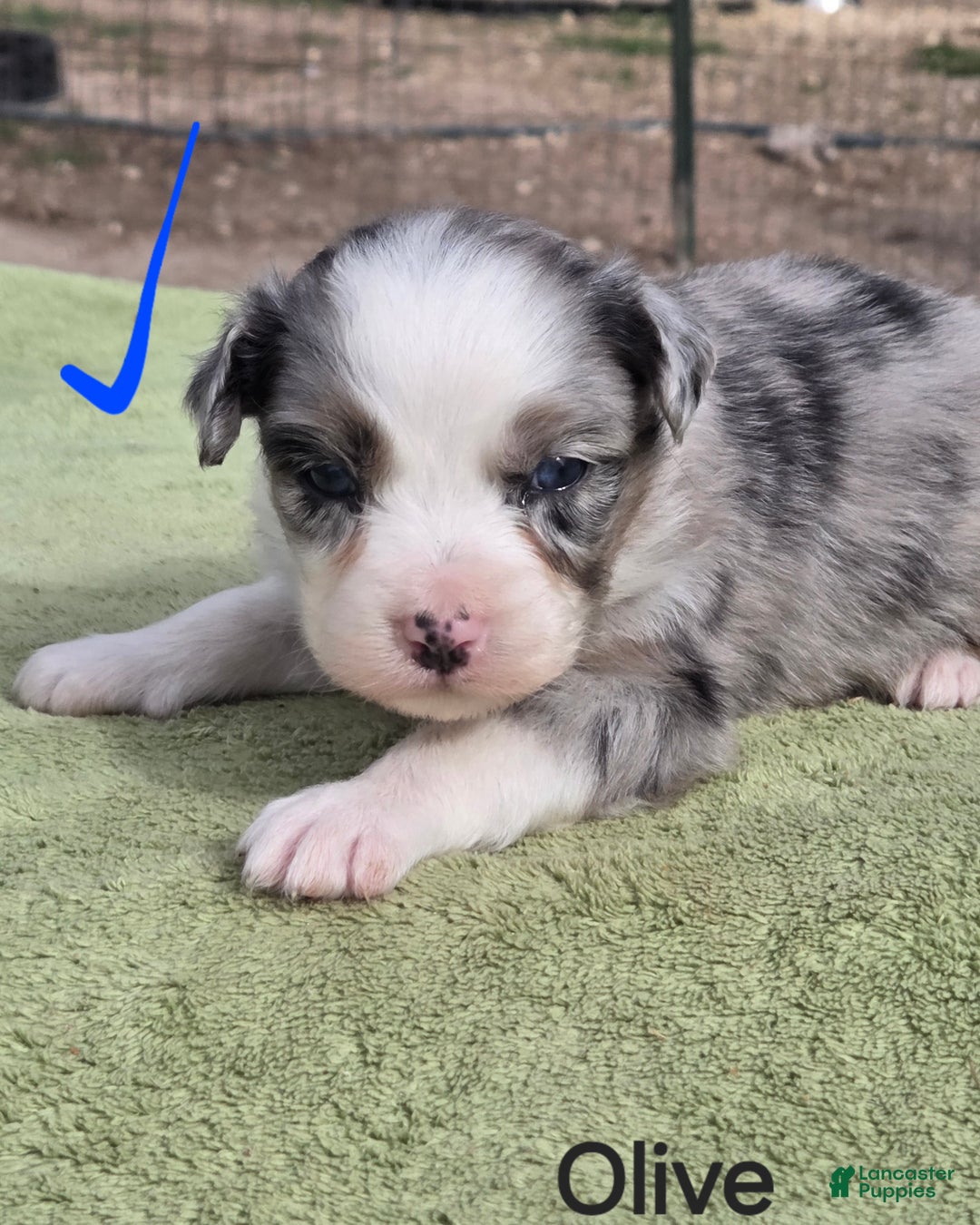 Australian Shepherd dogs for sale: Olive - Ad 1