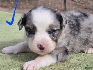 Australian Shepherd dogs Olive - Ad 18