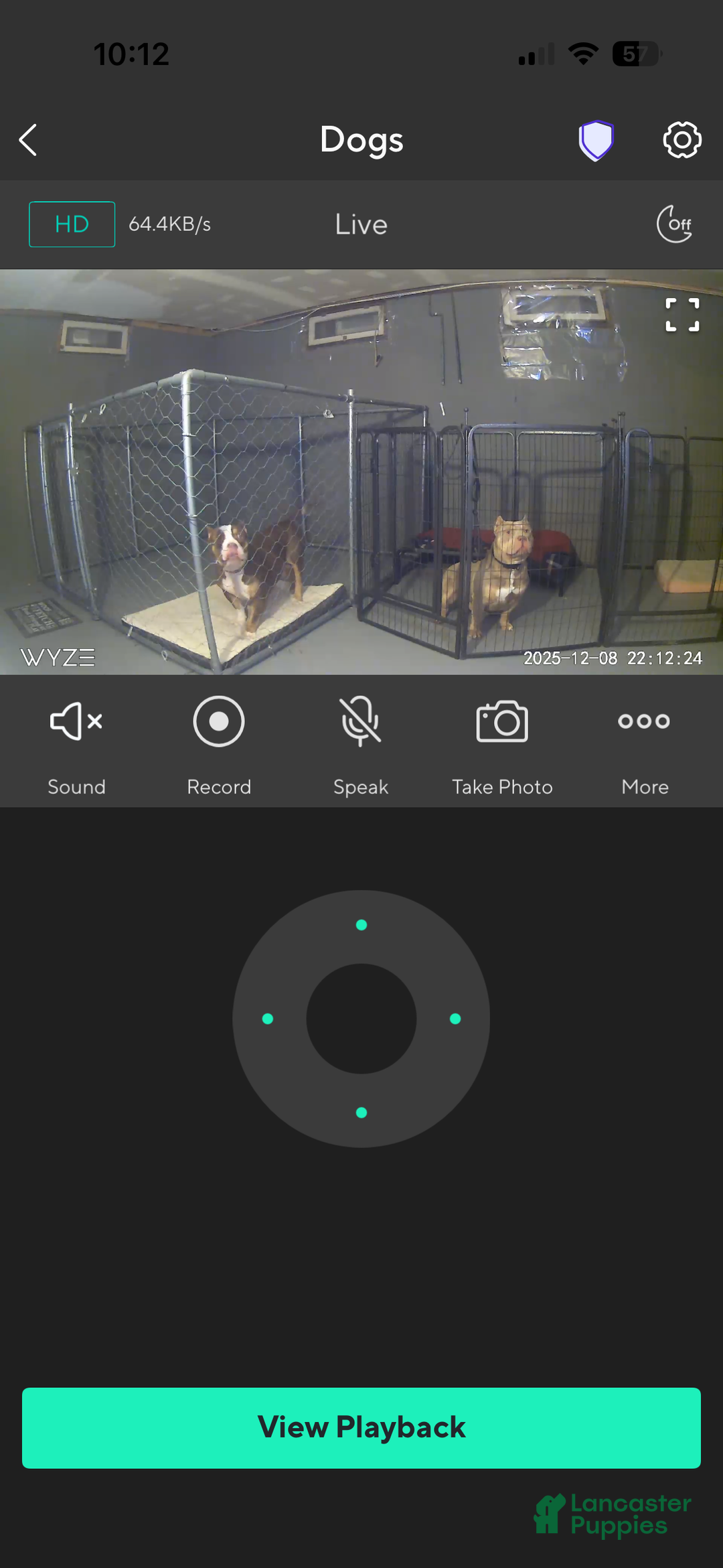 American Bully dogs for sale: Milli - Ad 5