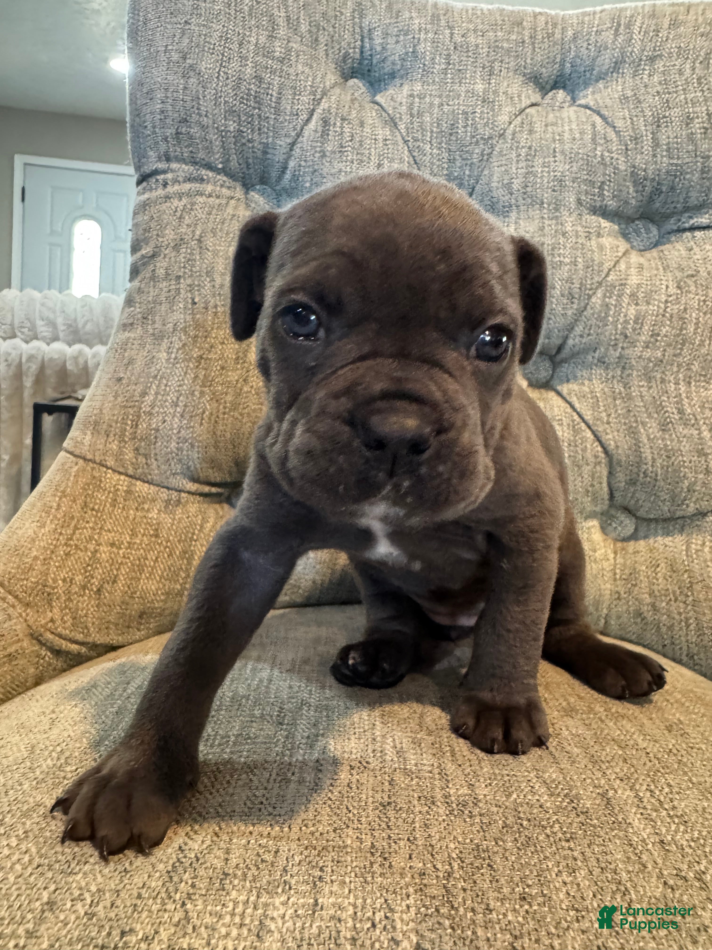 Cane Corso dogs Cane Corso 4 - Ad 2