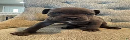 Cane Corso dogs for sale: Cane Corso 4 - Ad 2