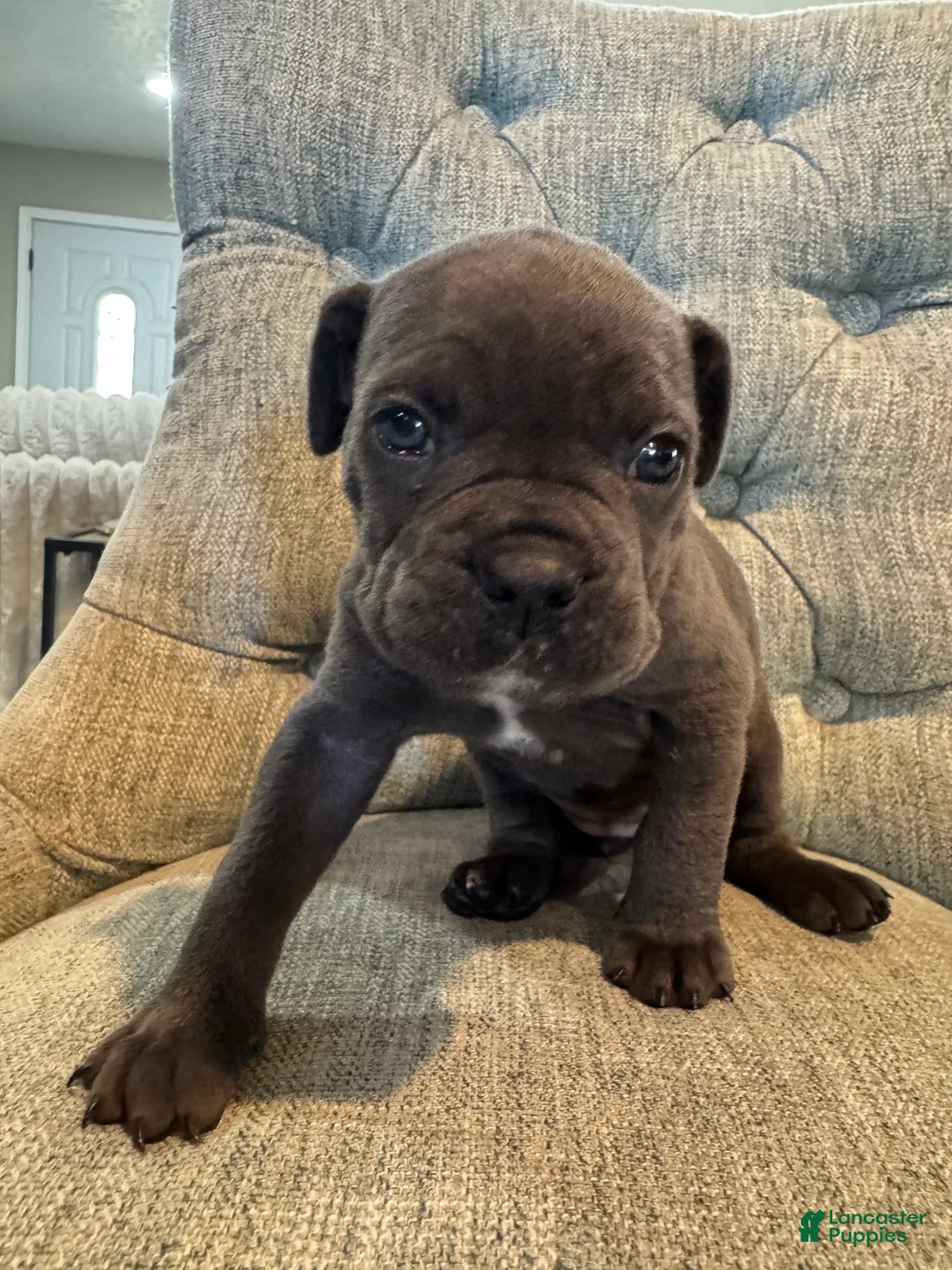 Cane Corso dogs for sale: Cane Corso 4 - Ad 2
