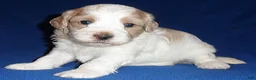 Shihpoo dogs for sale: Benji - Ad 6