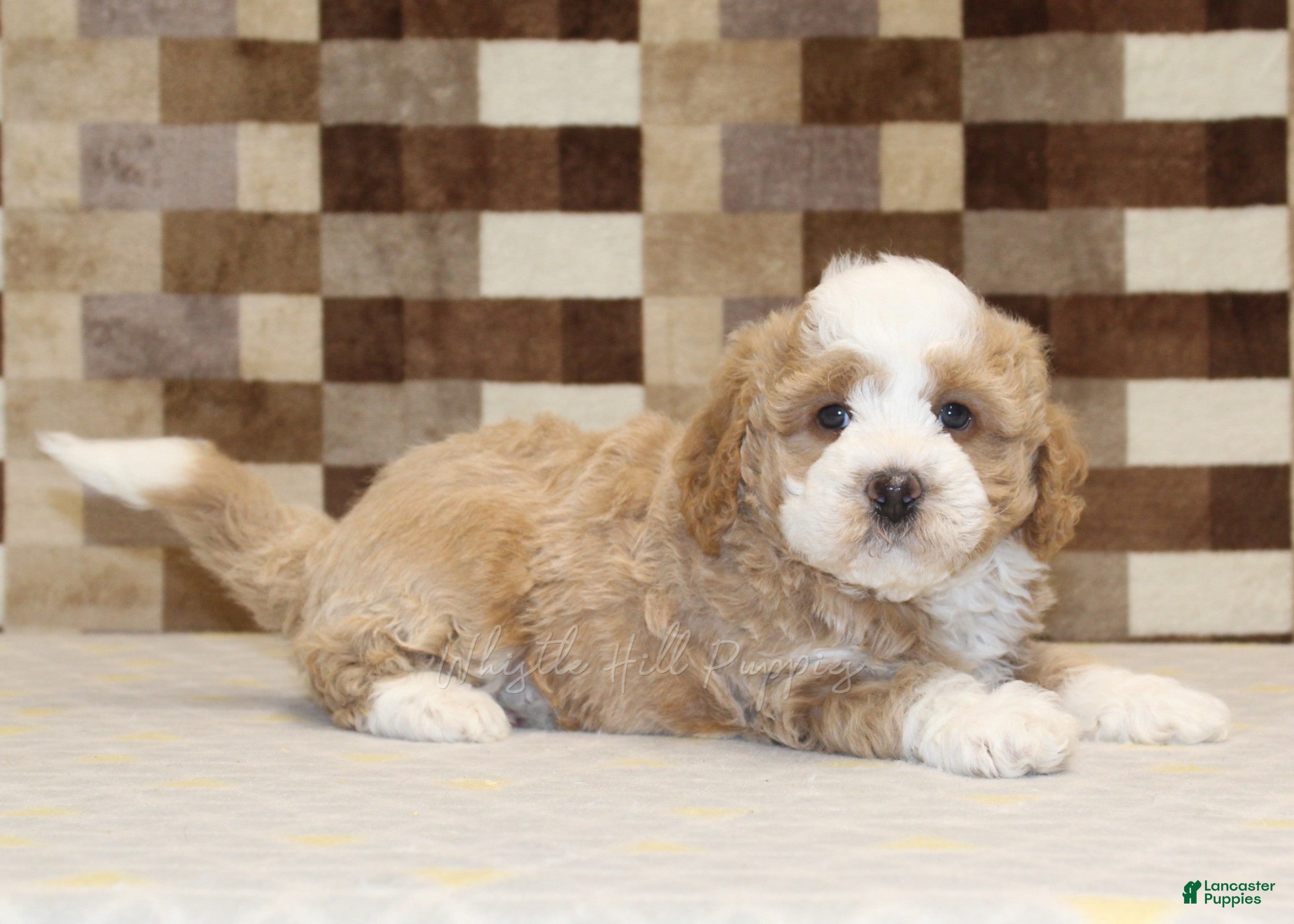 Mini Bernedoodle dogs Rocky - Ad 2