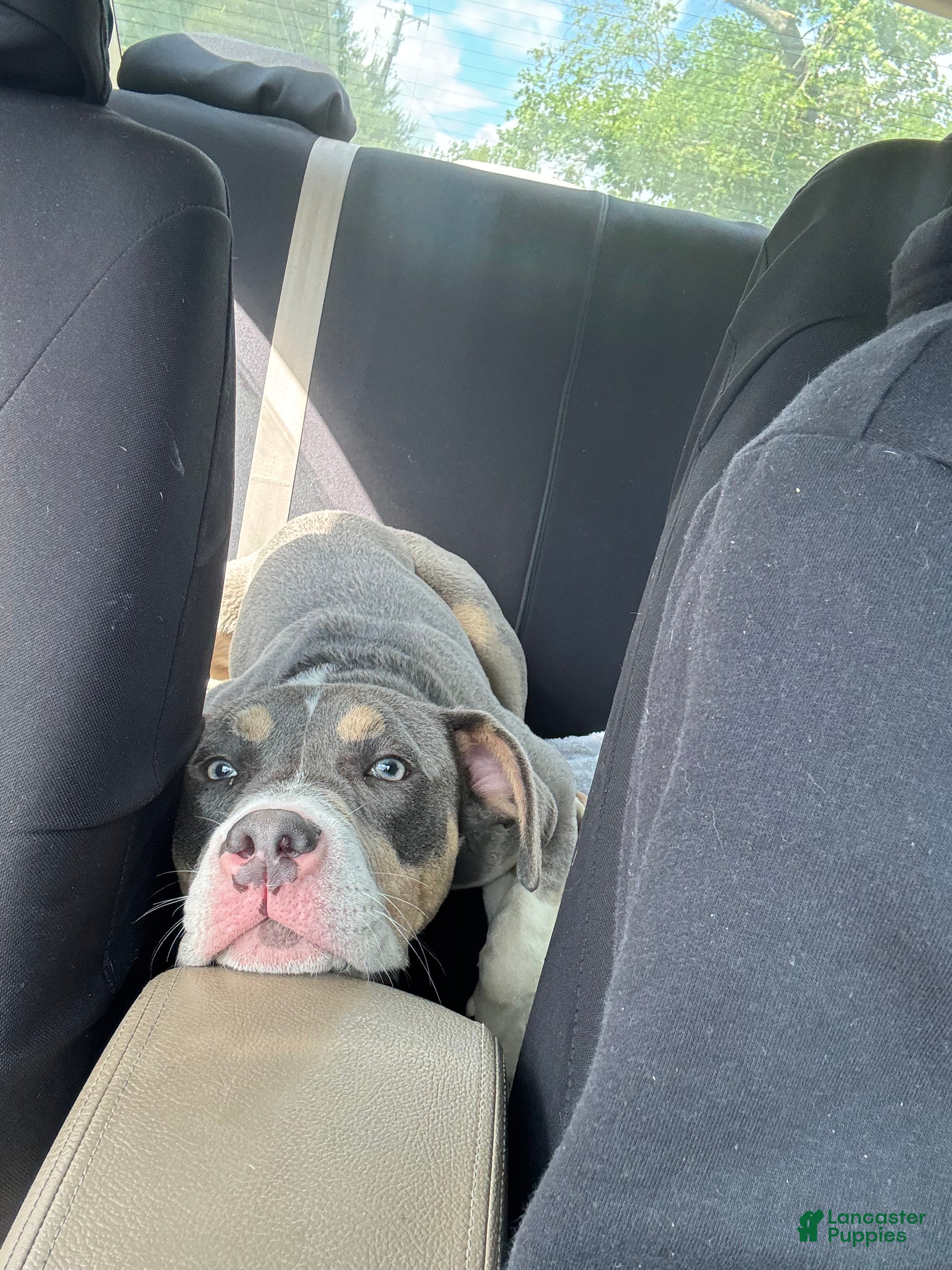 American Pit Bull Terrier dogs for sale: American Pit Bull Terrier Puppy 1 - Ad 5