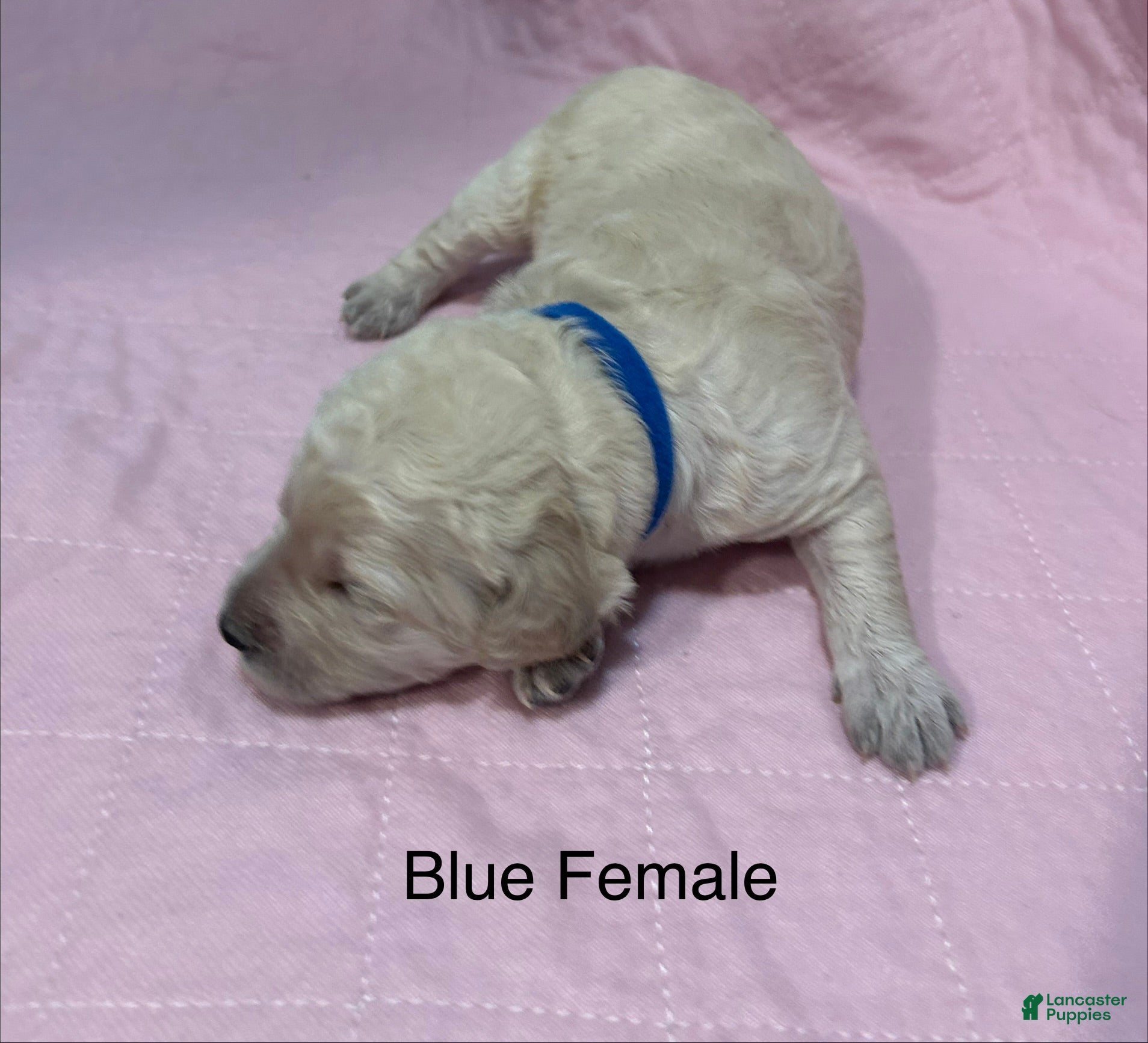 Goldendoodle dogs Blue Female Goldendoodle  - Ad 13