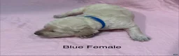 Goldendoodle dogs for sale: Blue Female Goldendoodle  - Ad 1