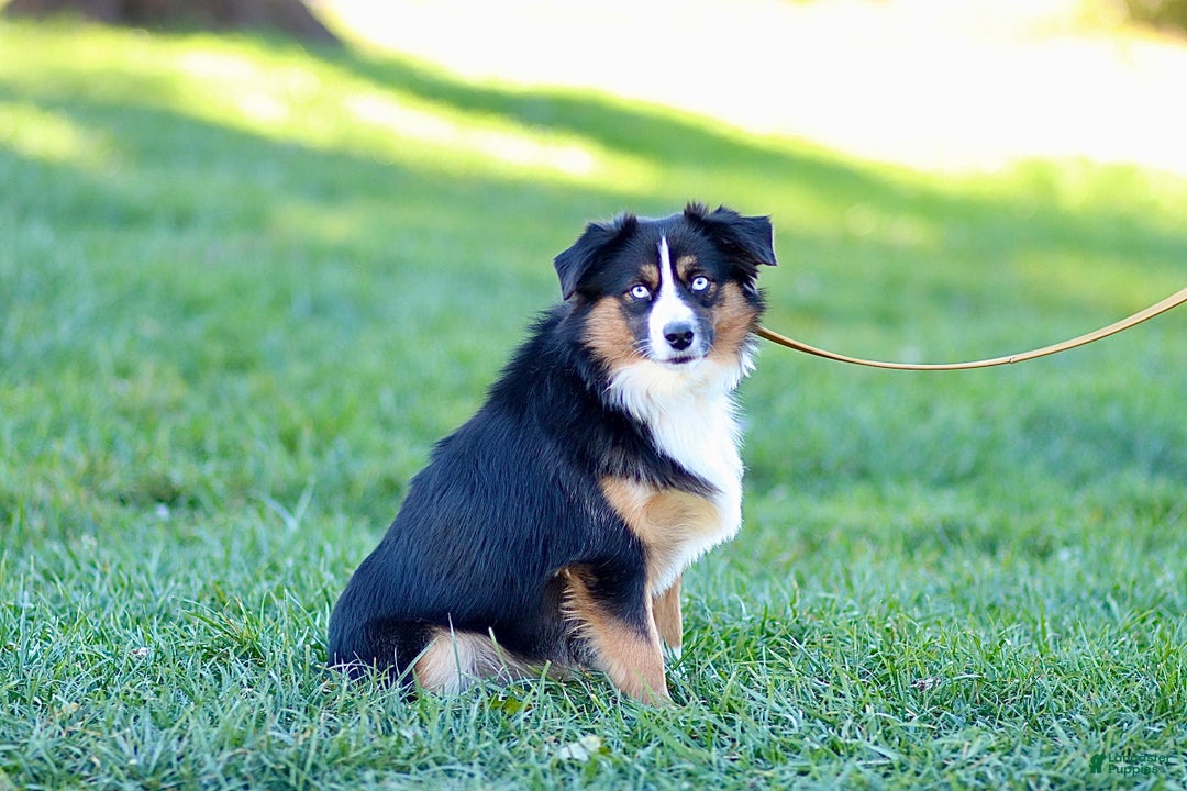 Miniature Australian Shepherd dogs for sale: George - Ad 6