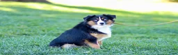 Miniature Australian Shepherd dogs for sale: George - Ad 6