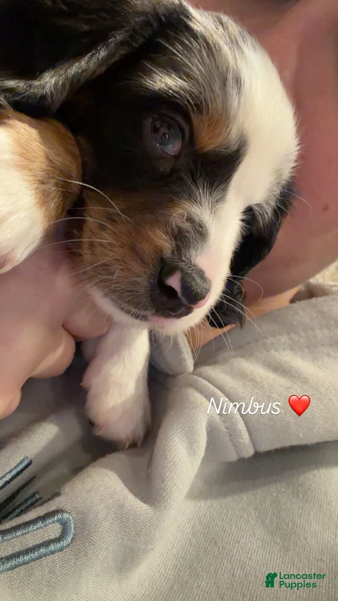 Miniature Dachshund dogs for sale: Nimbus - Ad 1