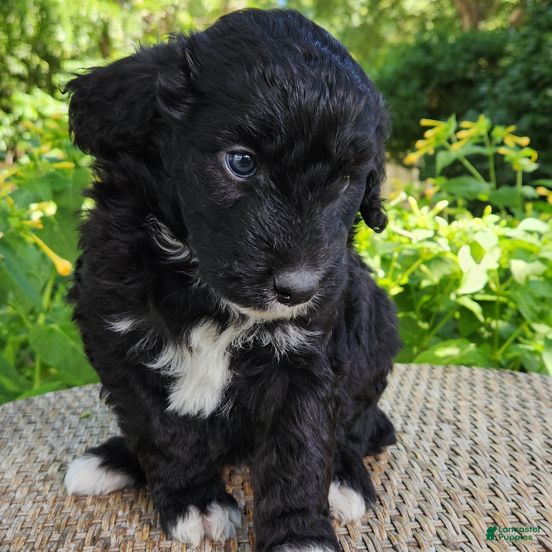 Mini Aussiedoodle dogs Lottie - Female - Tri-Color - Ad 1