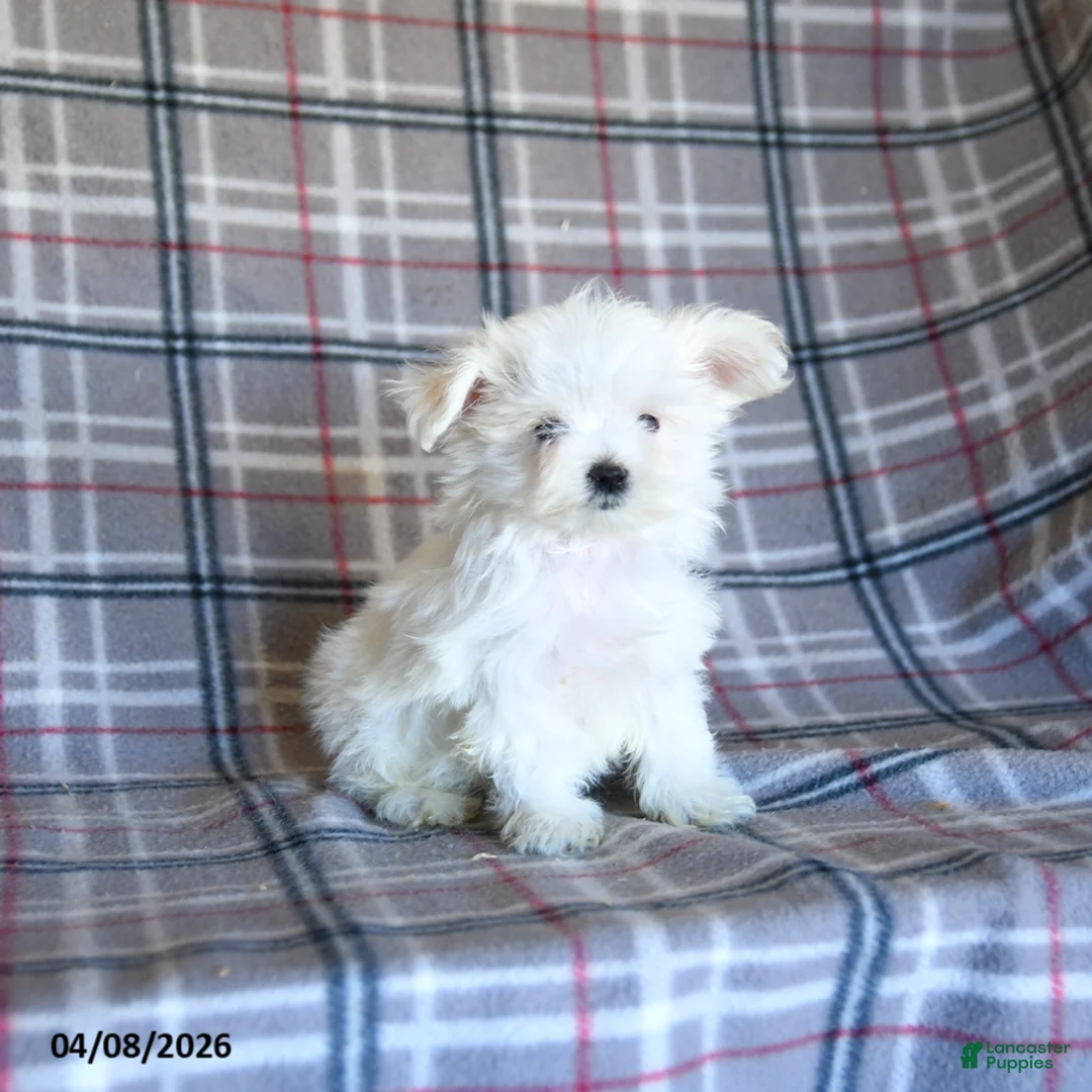 Maltese dogs for sale: Toby - Ad 1