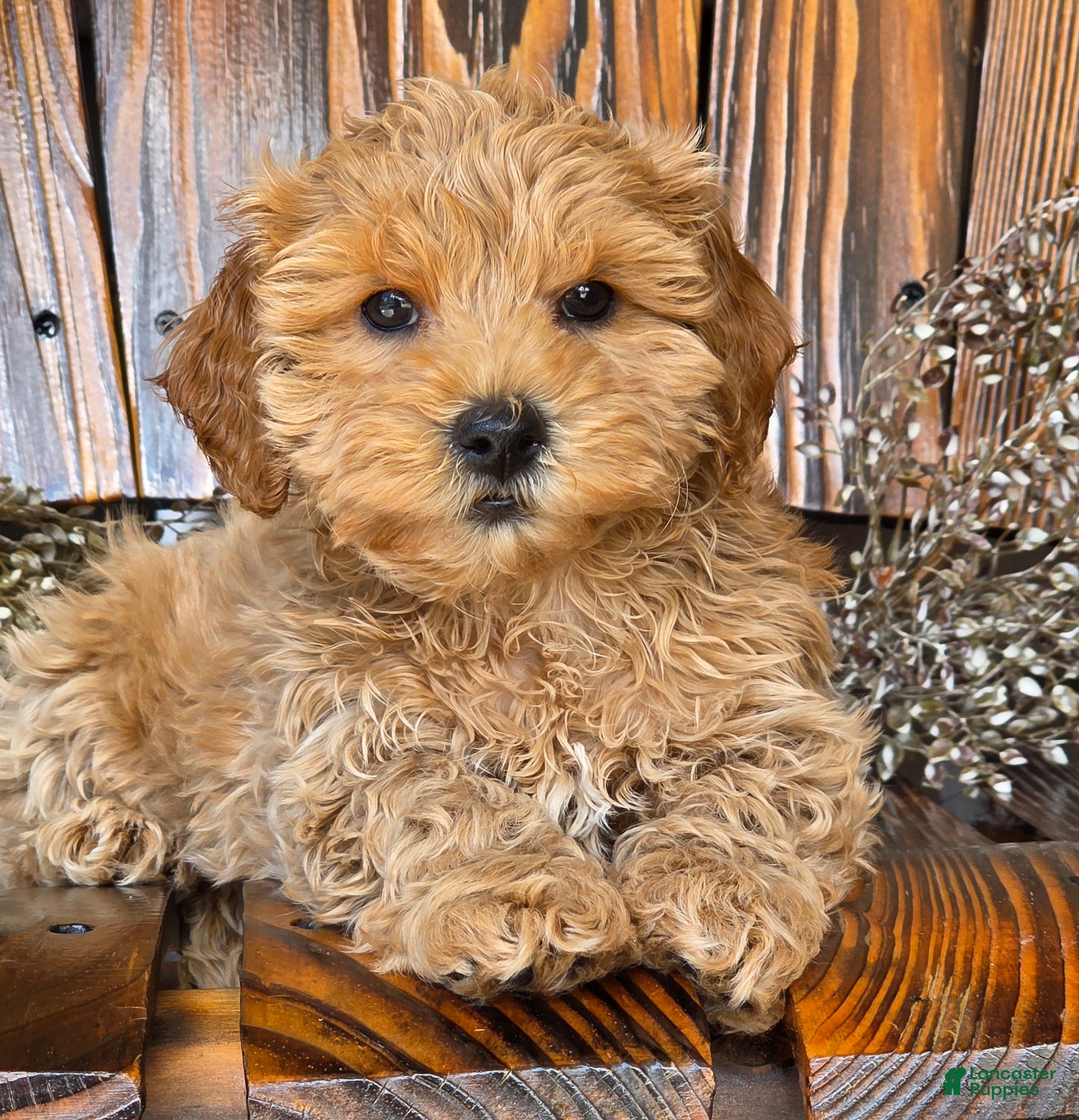 Cockapoo dogs for sale: Honey - Ad 2